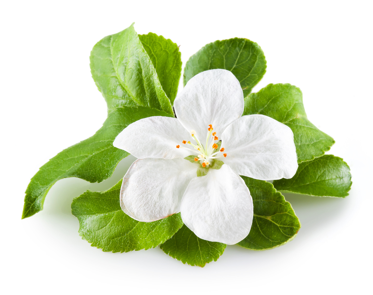 Bachblüte VitaZelle